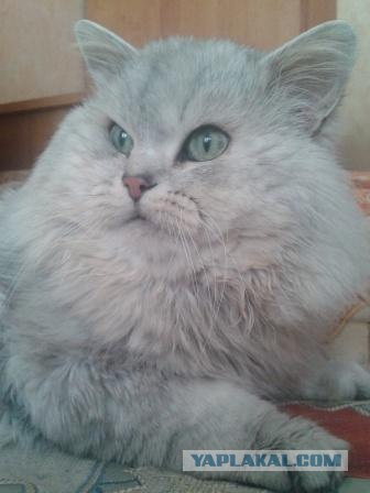 Котовторник  от 3.04.2012