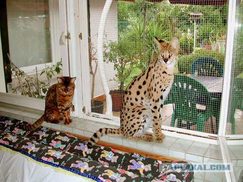 Рысь - на правах домашнего любимца