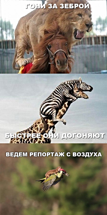 Гуляет Алиса по шахматным клеткам, или шоколадка за нольпятку