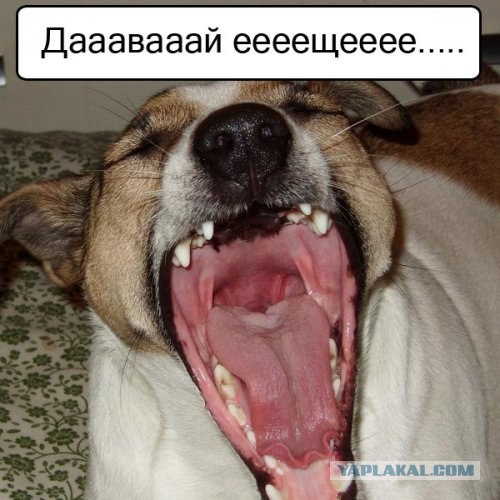 Спорим, зевнешь?))) (28 фото)