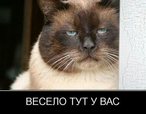 Пьяное быдло против таксиста