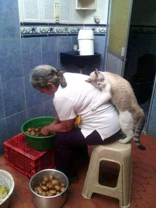 Котовторник?! Коты во вторник!