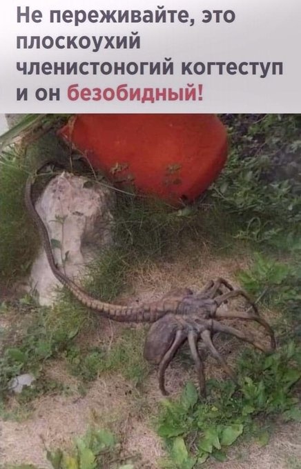 Картинки и мемы