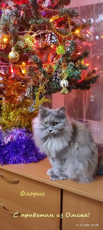 Жизнь домашнего приюта "Котоленд" 315