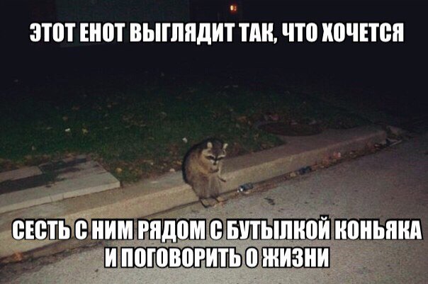 Енот!  Будь бдителен!