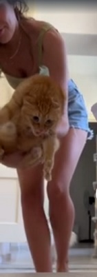 Хозяева тролли проверяют смелость домашних котов при помощи картинки кота