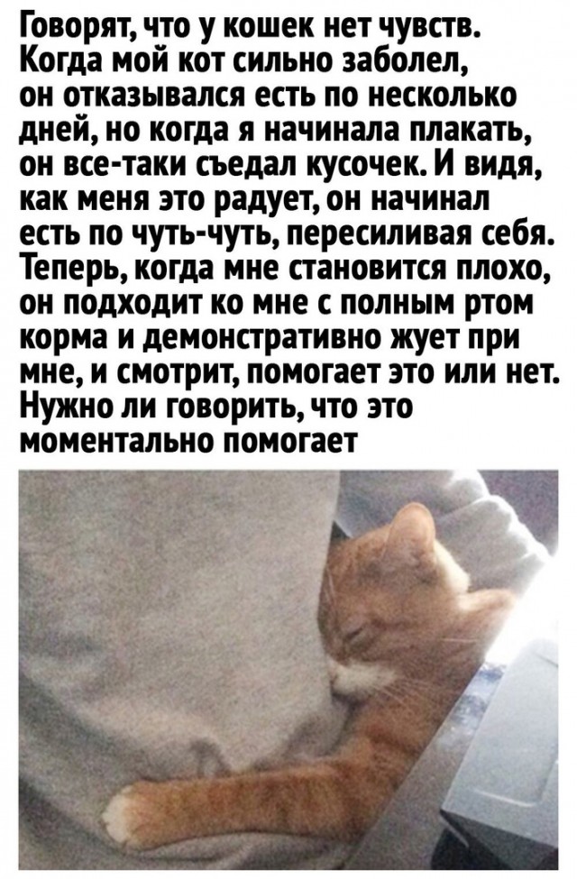 Кот с крыльями. Коты эмоции. Стих если в доме нет кота. У него нет кошек. Смешные мысли кота.