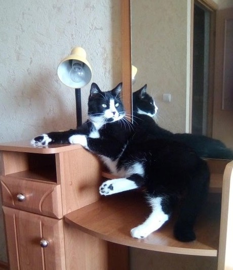 Сегодня всемирный день кошек!