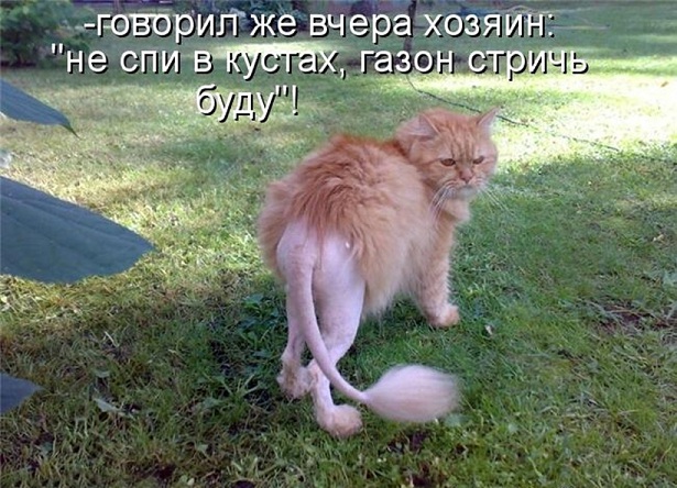 Картинки и мемы, всяко разно - 175