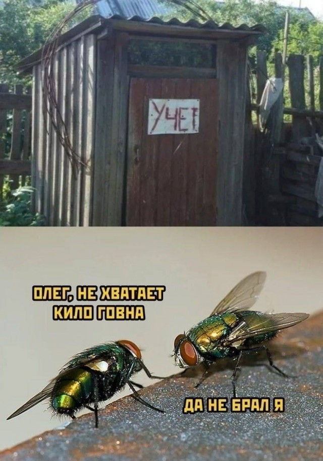 Не смог убить муху и решил провести научный эксперимент! Финал эксперимента . Выводы.