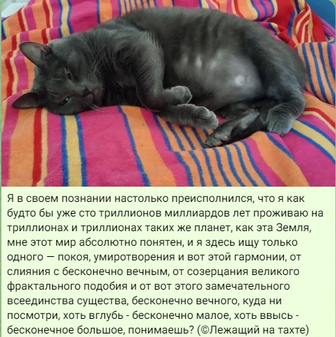 Извините,  что не во вторник, но у меня кот преисполнился!