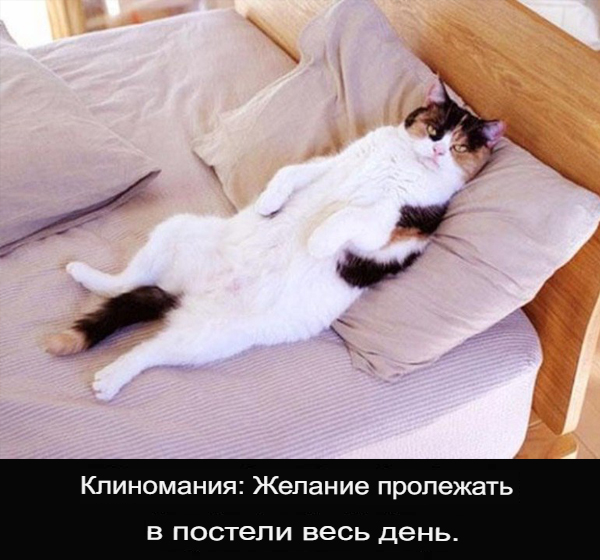 К котовторнику: подборка картинок-баянов с котиками и про котиков. Выпуск 9