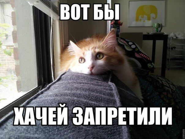 Девушка попросила в Хвиттере остальных скинуть любимые мемы с котами