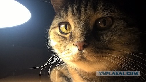 Жизнь Кота