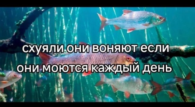 Картинки для деградации 34 (разной степени свежести)