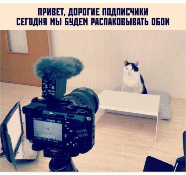 К котовторнику: подборка картинок-баянов с котиками и про котиков. Выпуск 19.