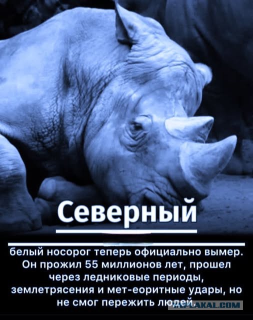 Не нанять ли нам няню?