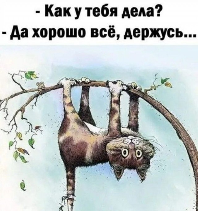 Всемирный день котиков.