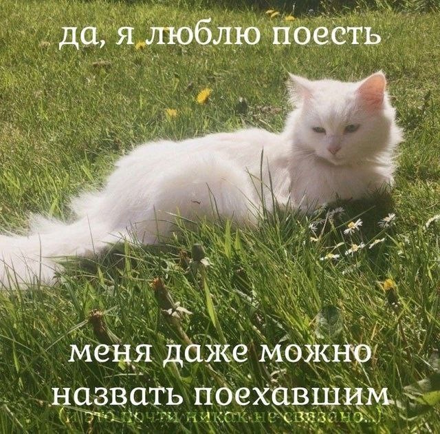 Психомемы-20