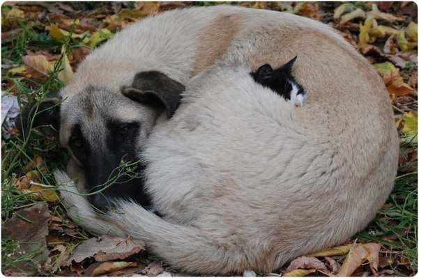Коты и собаки