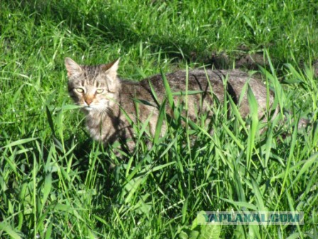 С Котовторником!