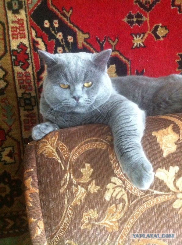 Котовторник 15.07.2014.