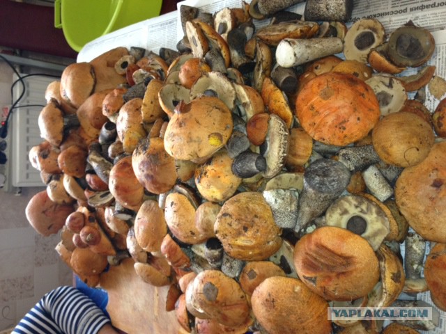 Грибной сезон. Начало.