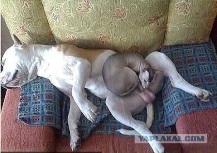 Кот думал что он хозяин в доме