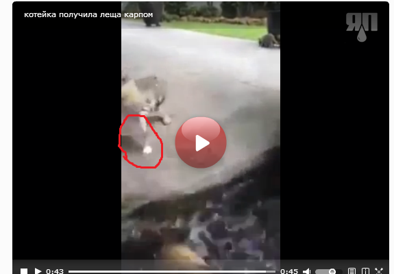 Котейка получила леща карпом