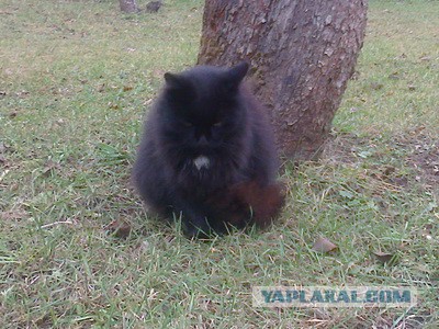 Котовторник 30.12.2014