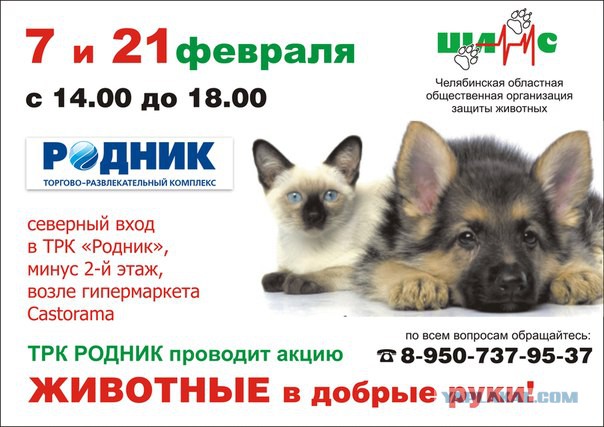 7 Февраля Москва: Выставка-раздача бездомных кошек