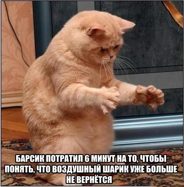 Котовторнику посвящается.