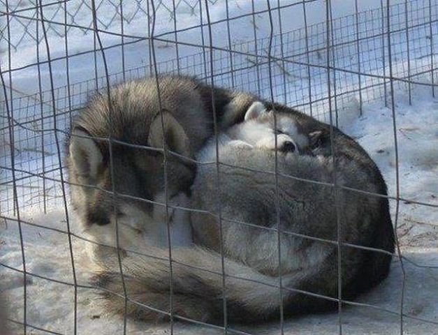 Как я с семьей к хаскам ездил