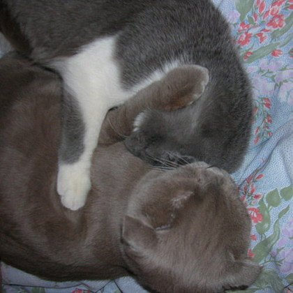 Коты, кошки, котята