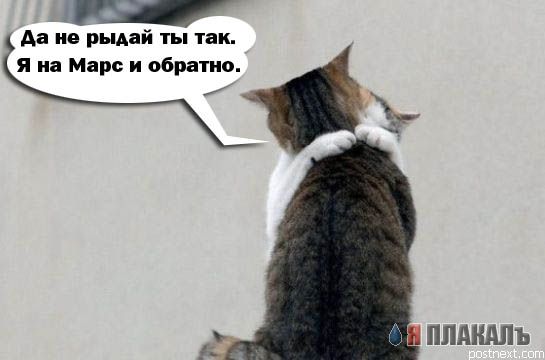 Коты, кошки, котята