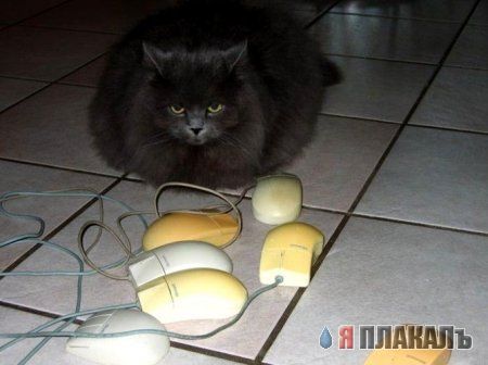 Котовторник!