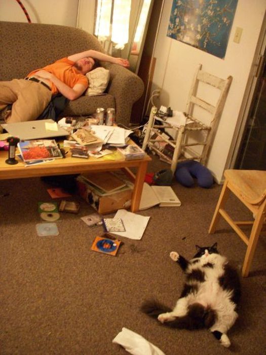 Демы к котовторнику!