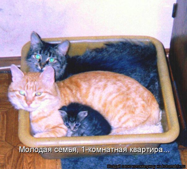 Мохнатые беспредельщики