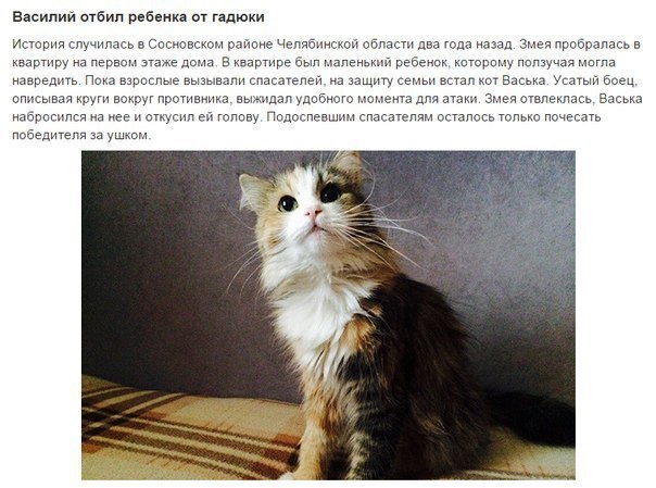 Мохнатые беспредельщики