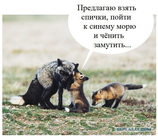 Порция картинок из сети