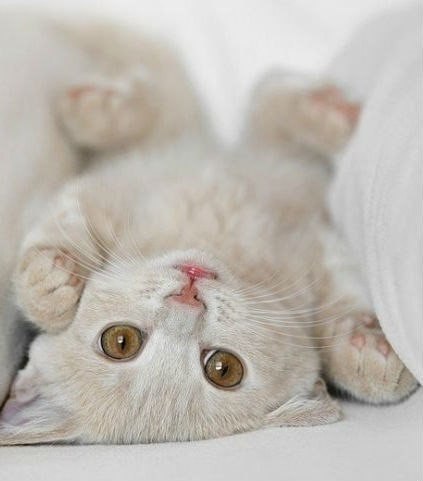 Коты из сети