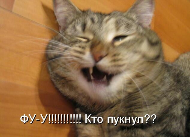 Дню налоговой, смешные картинки когда пукнули