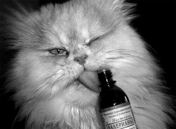 Коты из сети