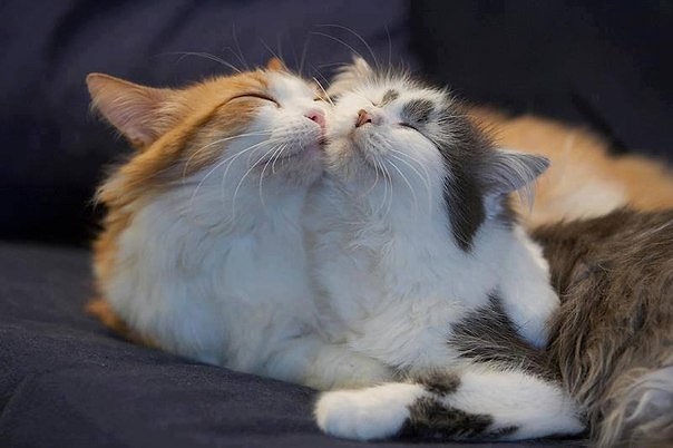 Коты из сети