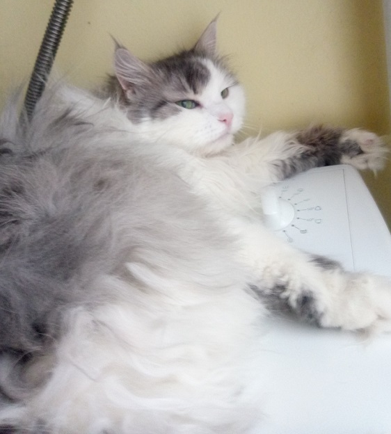 Котовторник 20.06.2017