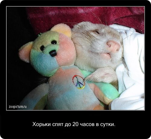 23 интересных факта о животных, которые вас удивят