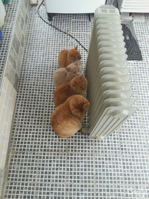 Прикольных котов пост