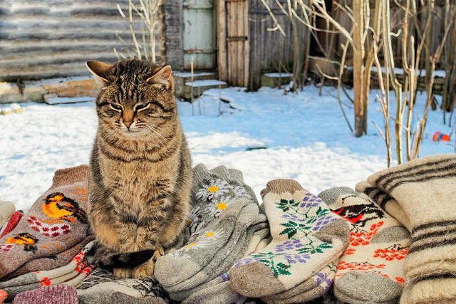 Подборка настоящих котов