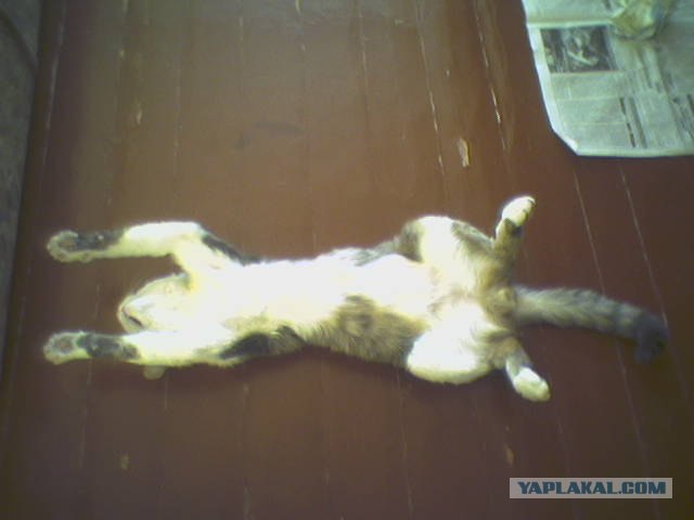 Котовторник на ЯПлакалъ (13.05.08)