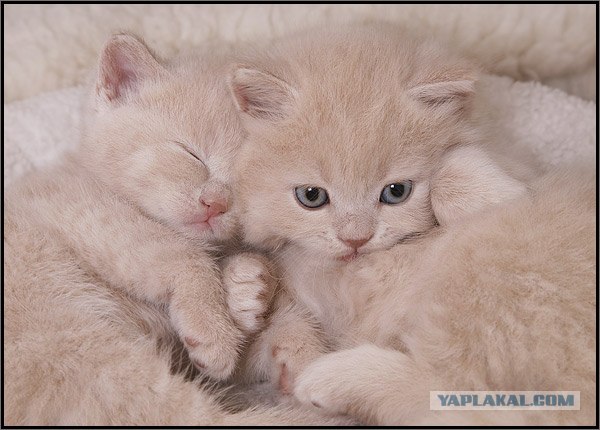 Даёшь Котовторник на ЯПе! (29.07.08)